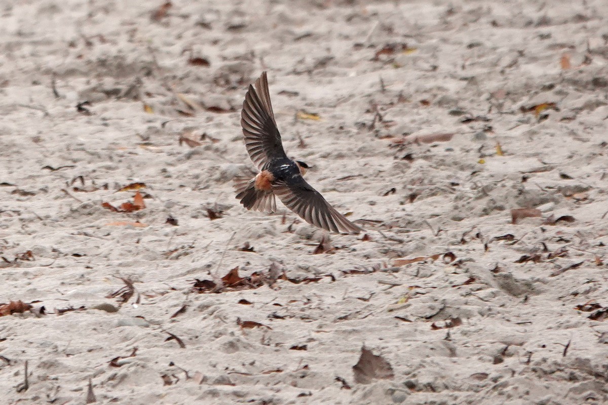 Cave Swallow - ML626675340