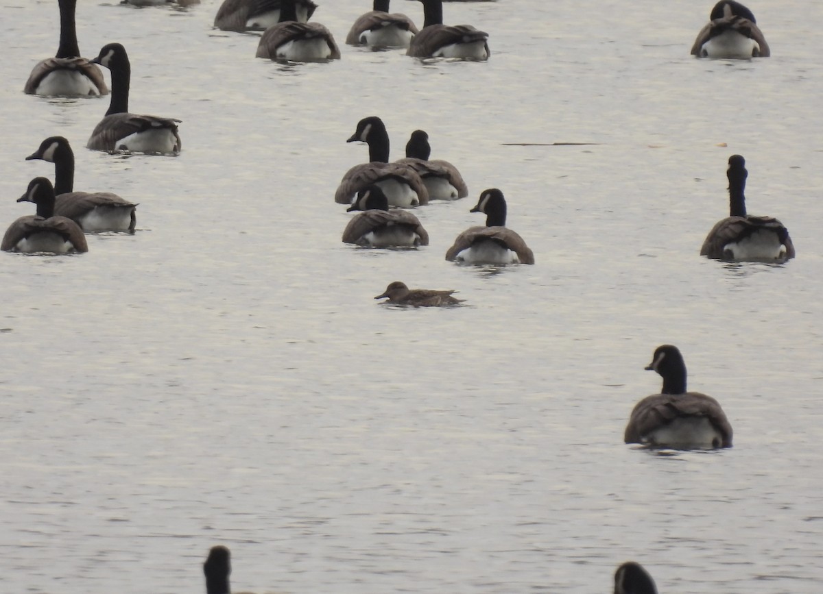 Green-winged Teal - ML626675413
