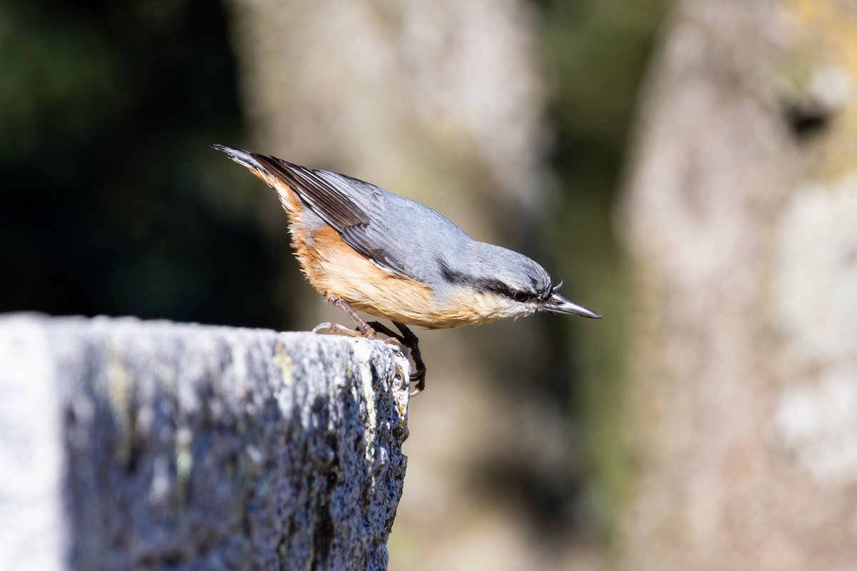 Eurasian Nuthatch - ML626675834