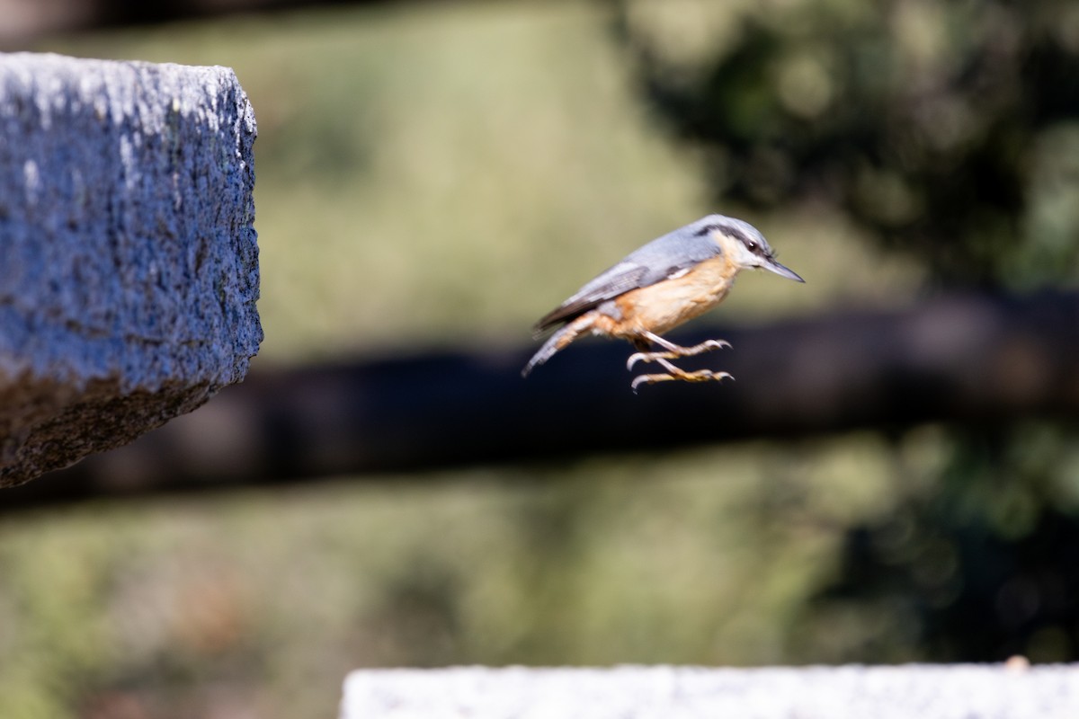 Eurasian Nuthatch - ML626675835