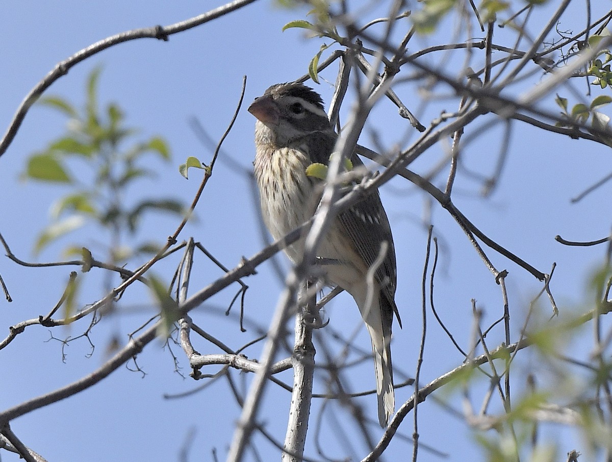 Rose-breasted Grosbeak - ML626675973