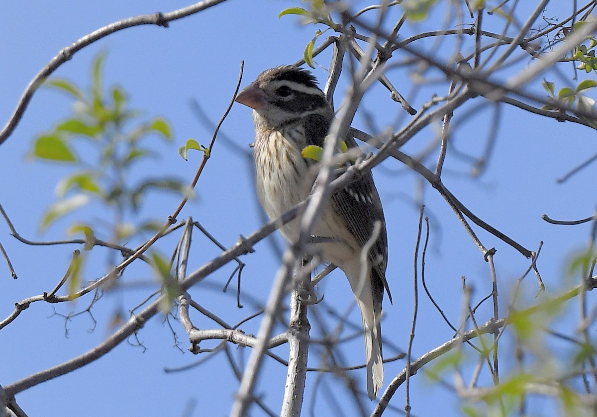 Rose-breasted Grosbeak - ML626675974