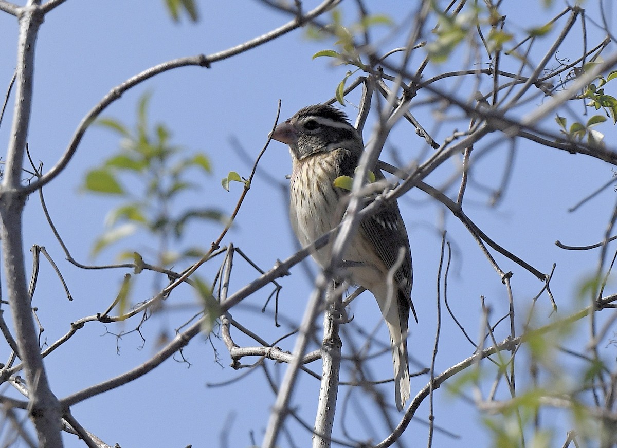 Rose-breasted Grosbeak - ML626675977