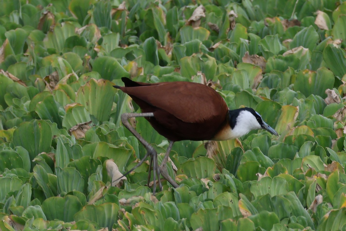African Jacana - ML626676070