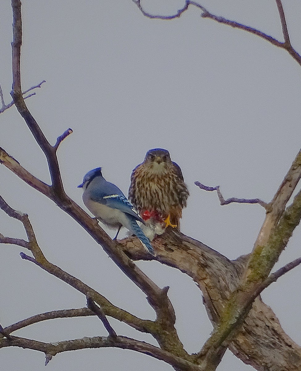 Blue Jay - ML626676260