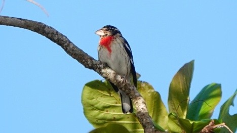 Rose-breasted Grosbeak - ML626676497