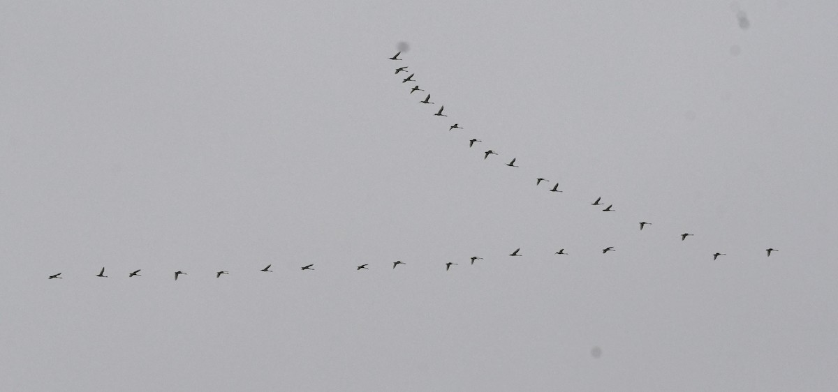 小天鵝 - ML626676592