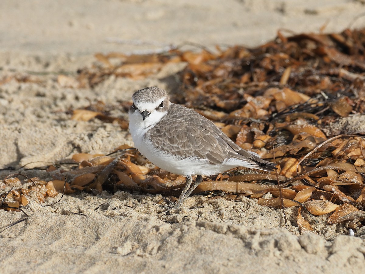 Snowy Plover - ML626676925