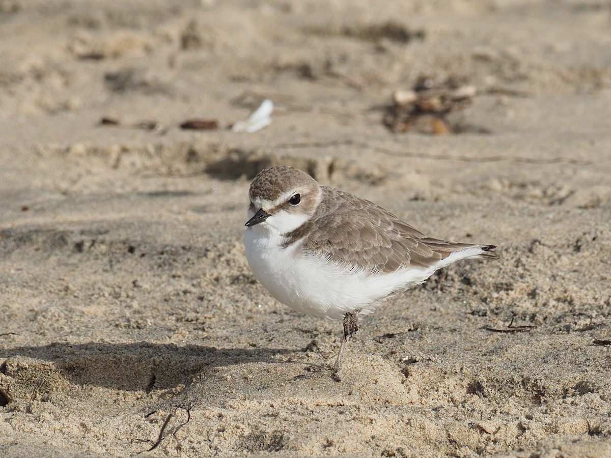 Snowy Plover - ML626676929