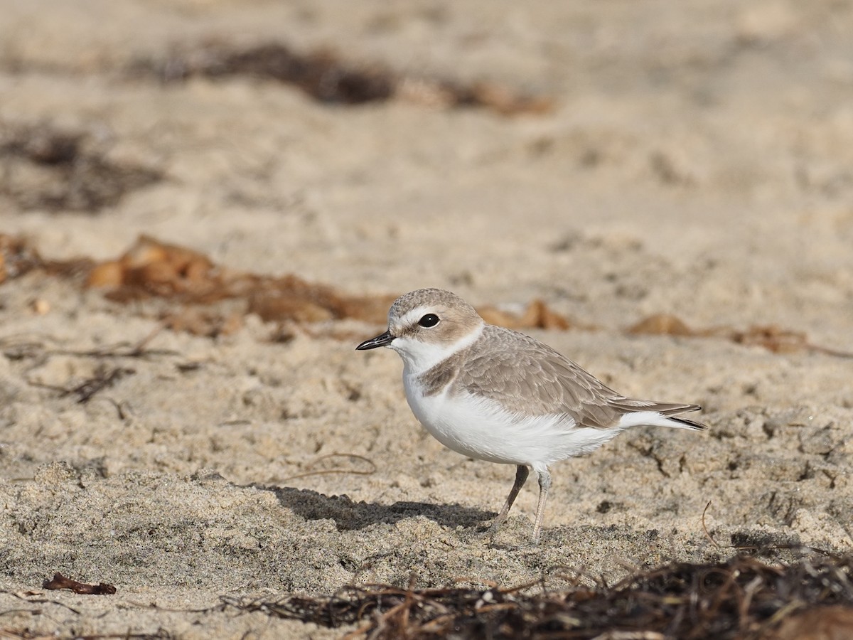 Snowy Plover - ML626676934