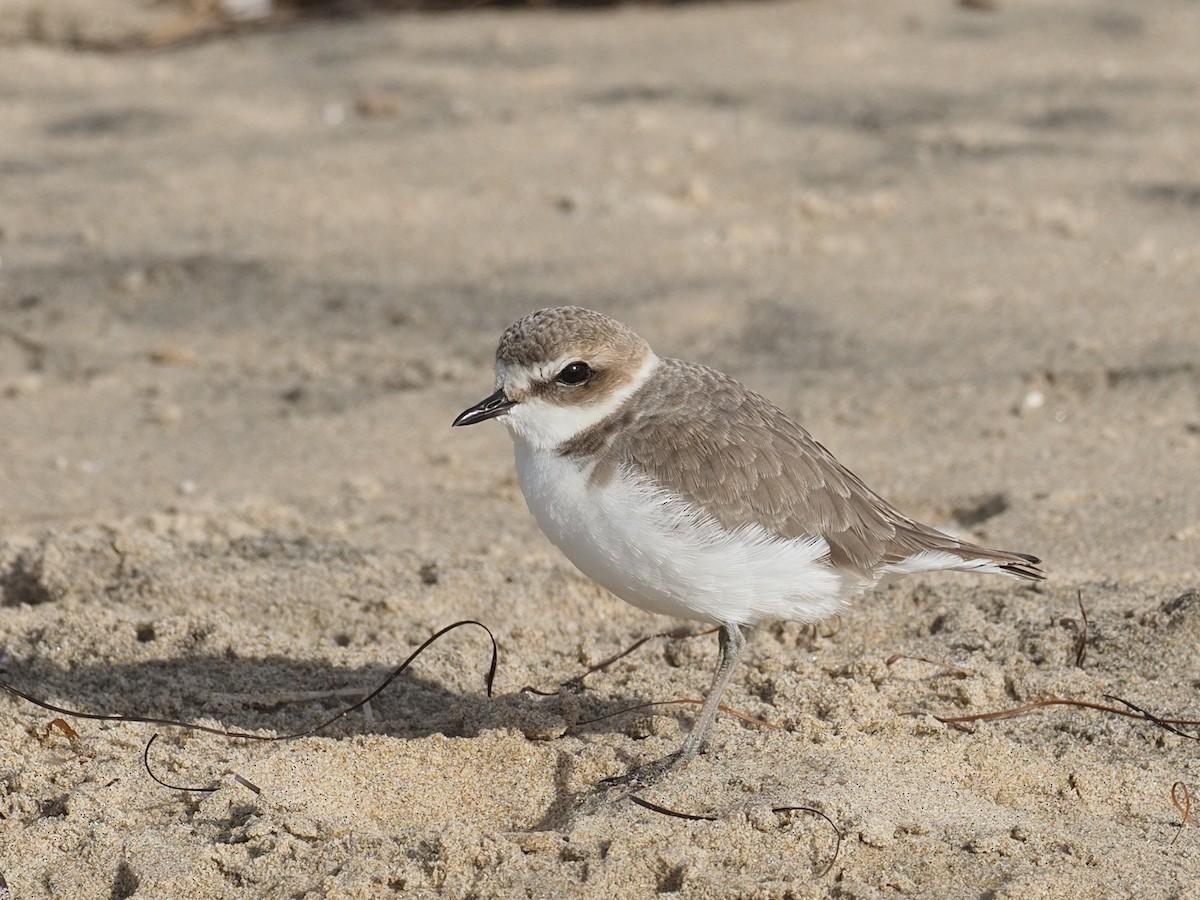 Snowy Plover - ML626676943