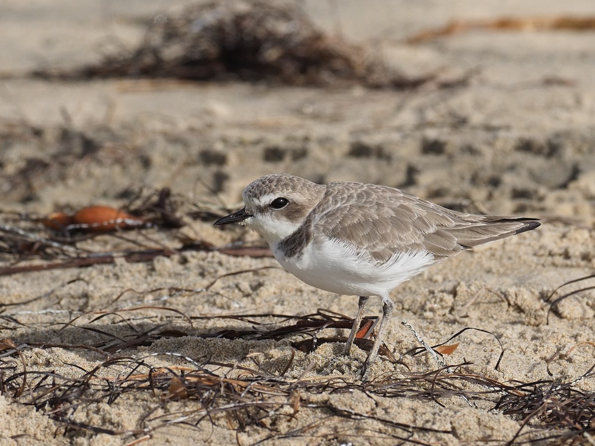 Snowy Plover - ML626676945