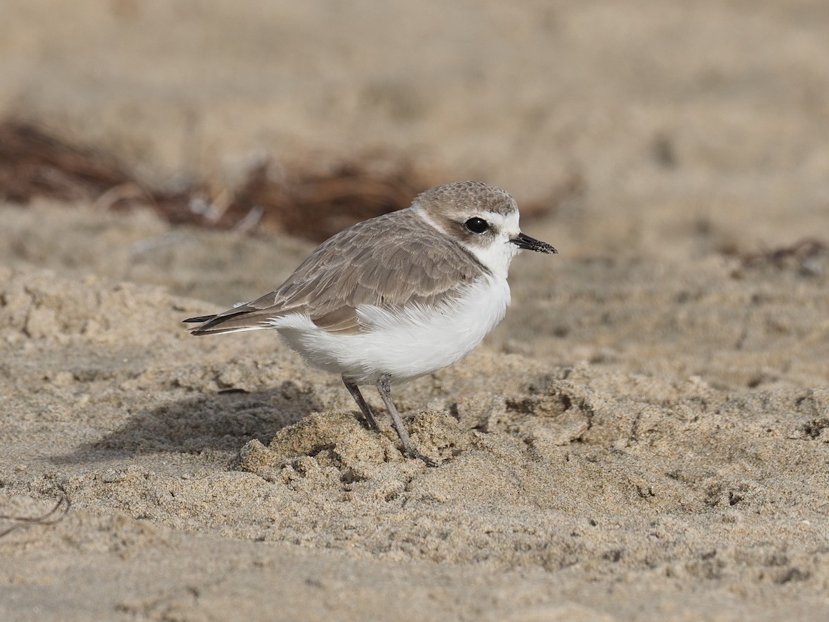 Snowy Plover - ML626676951