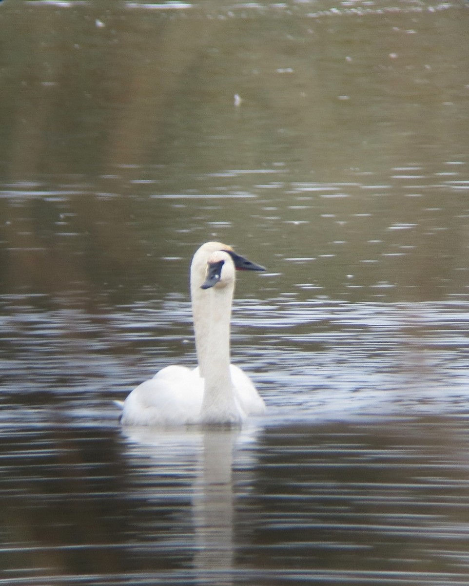 Trumpeter Swan - ML626677027