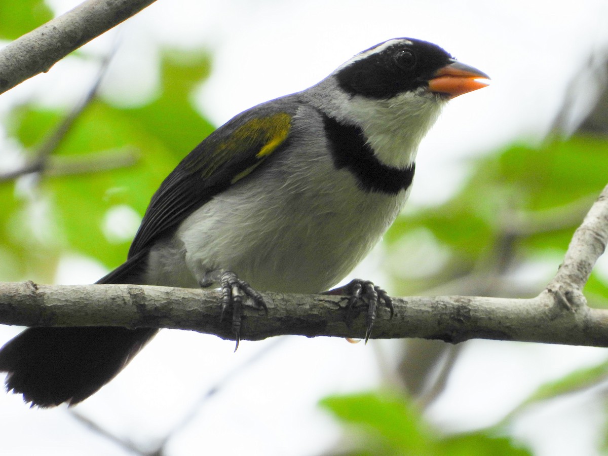 Saffron-billed Sparrow - ML626677028