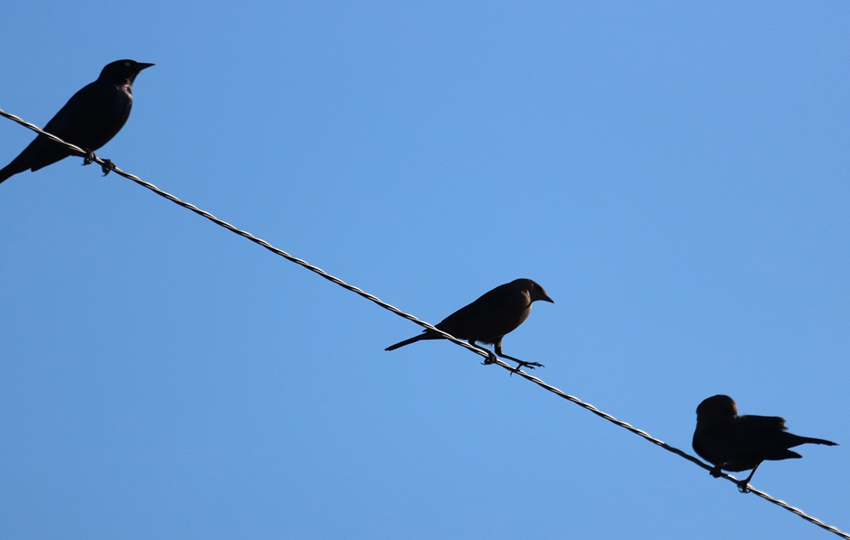 Brewer's Blackbird - ML626677095