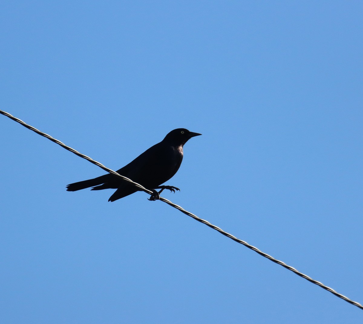 Brewer's Blackbird - ML626677096