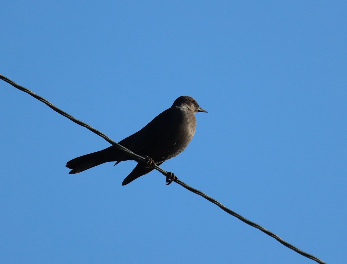 Brewer's Blackbird - ML626677097