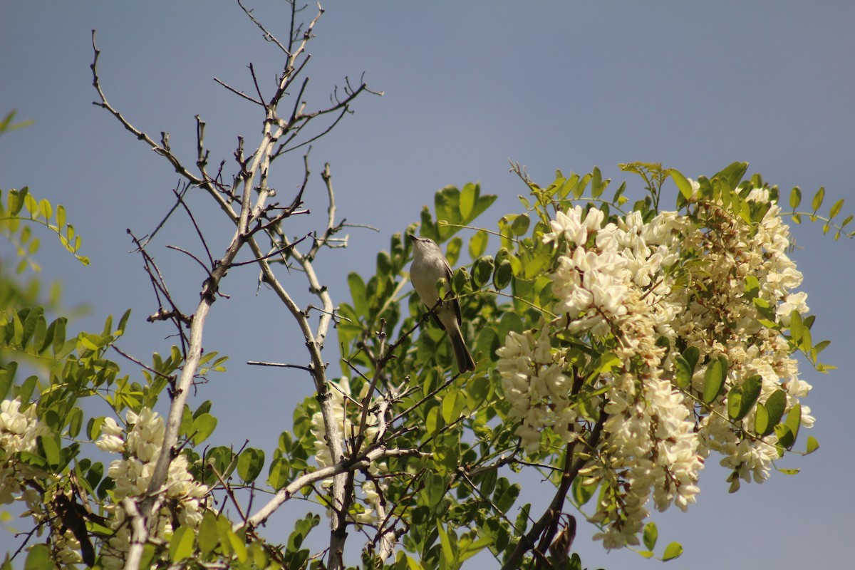 White-crested Tyrannulet (White-bellied) - ML626677128