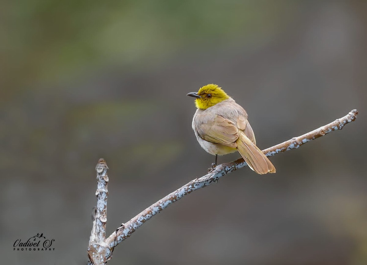 Yellow-throated Bulbul - ML626677189