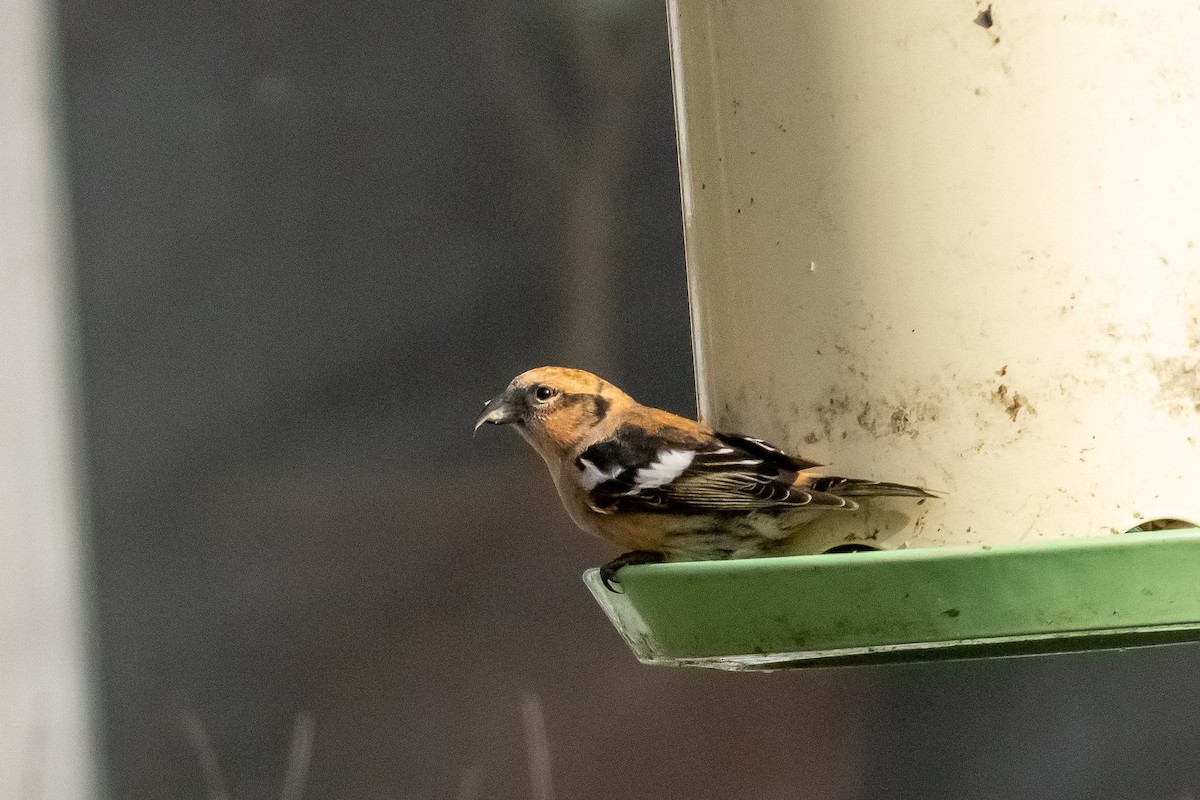 White-winged Crossbill - ML626677196