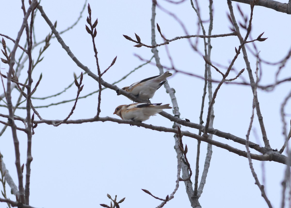 Snow Bunting - ML626677236