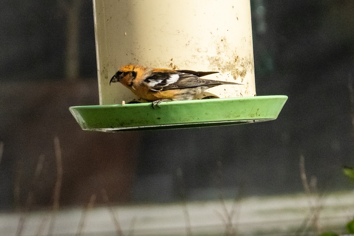 White-winged Crossbill - ML626677262