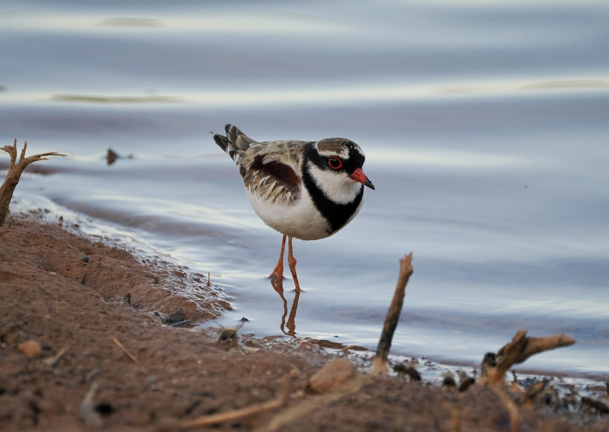 Black-fronted Dotterel - ML626677319