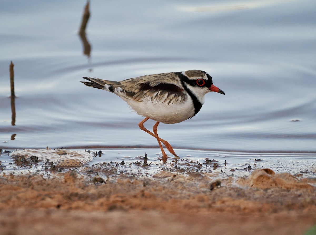 Black-fronted Dotterel - ML626677320