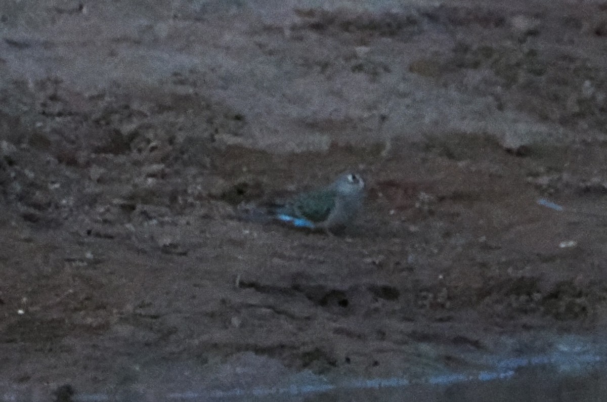 Bourke's Parrot - ML626677438