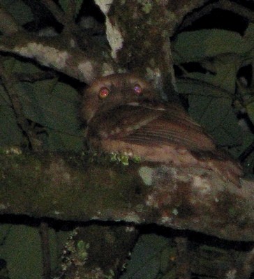 Bornean Frogmouth - ML626677621