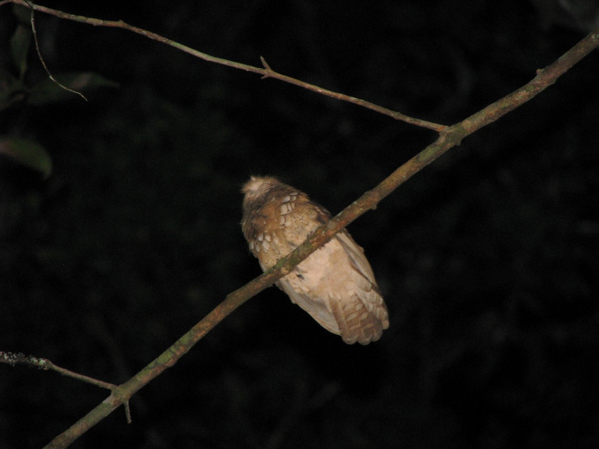 Bornean Frogmouth - ML626677622