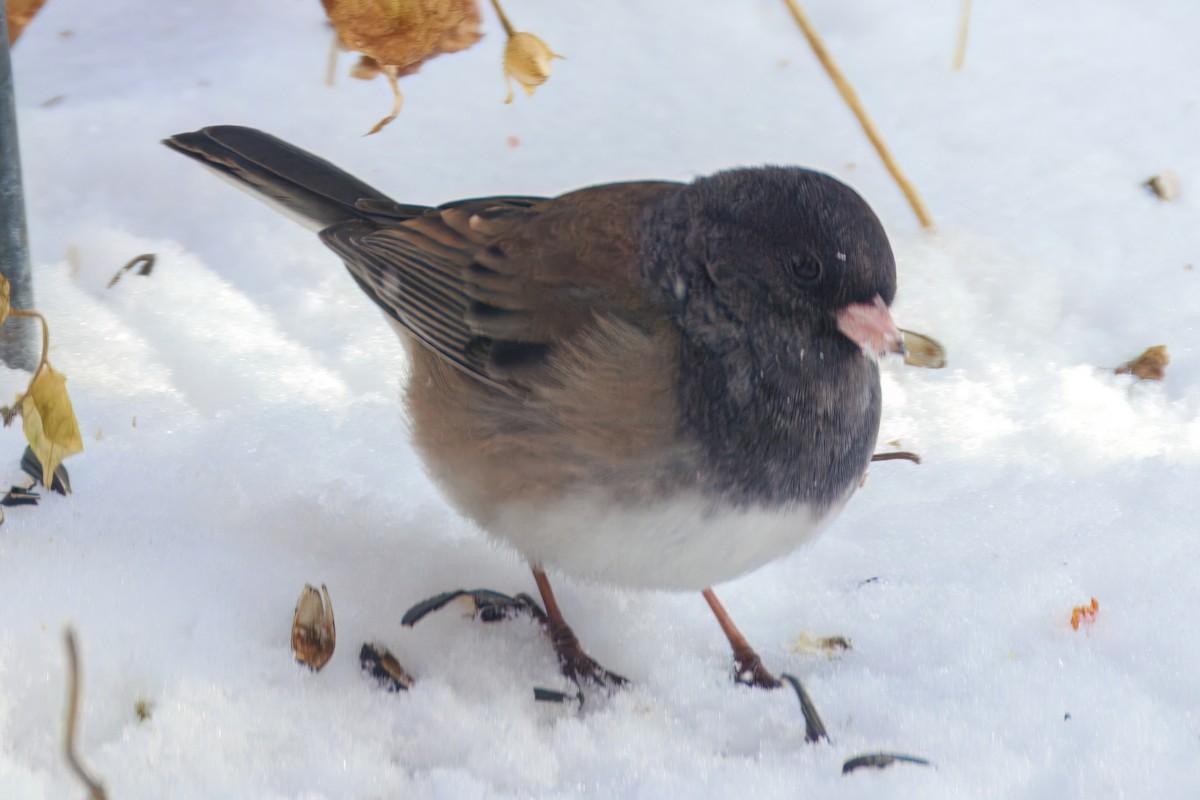 Dark-eyed Junco (cismontanus) - ML626677628