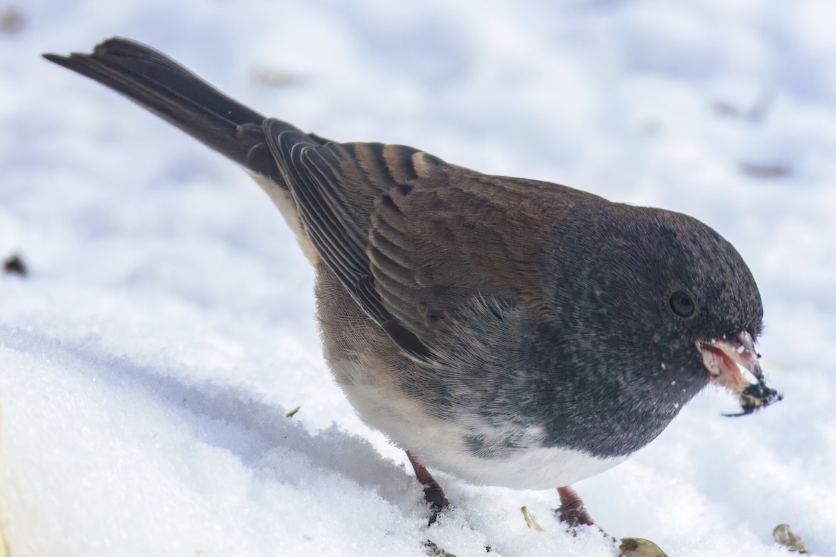 Dark-eyed Junco (cismontanus) - ML626677629