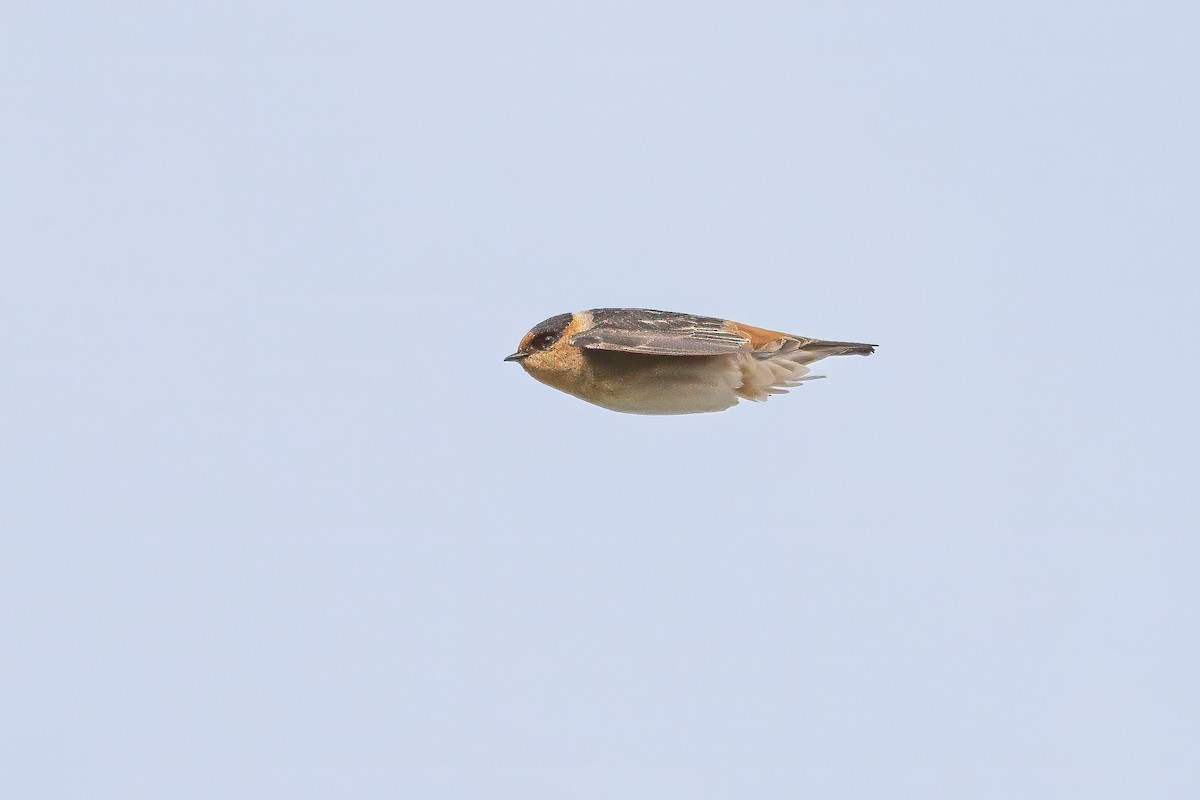 Cave Swallow (Texas) - ML626677795