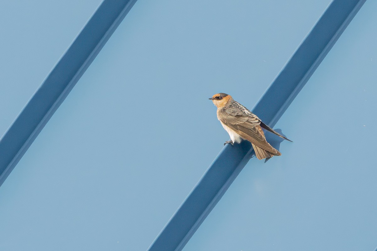 Cave Swallow (Texas) - ML626677796