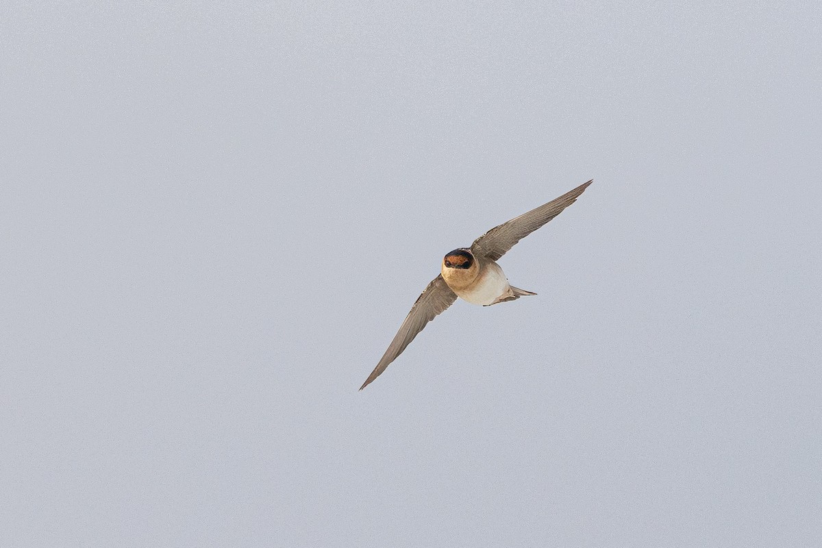 Cave Swallow (Texas) - ML626677797