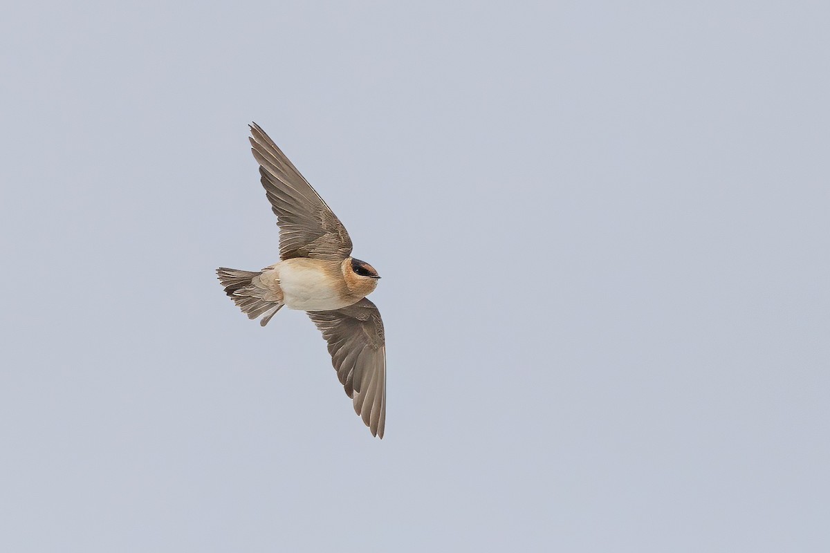 Cave Swallow (Texas) - ML626677798