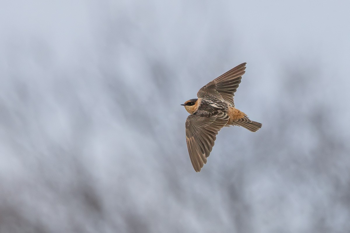 Cave Swallow (Texas) - ML626677799