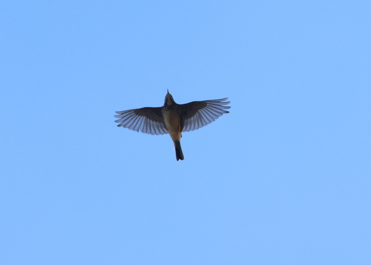 American Pipit - ML626677939