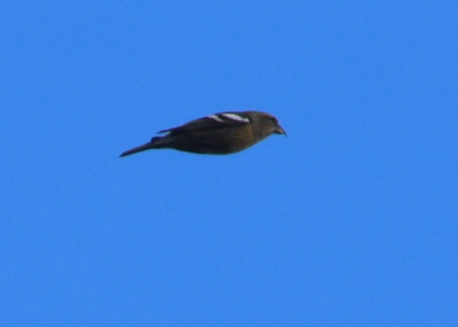 White-winged Crossbill - ML626677952