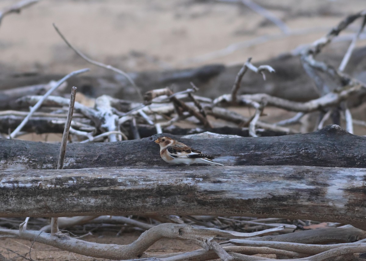 Snow Bunting - ML626677981