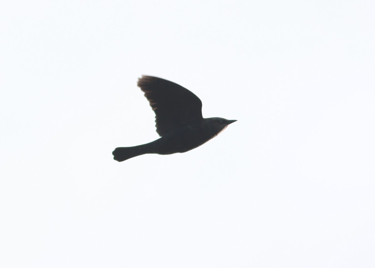 Rusty Blackbird - ML626677987