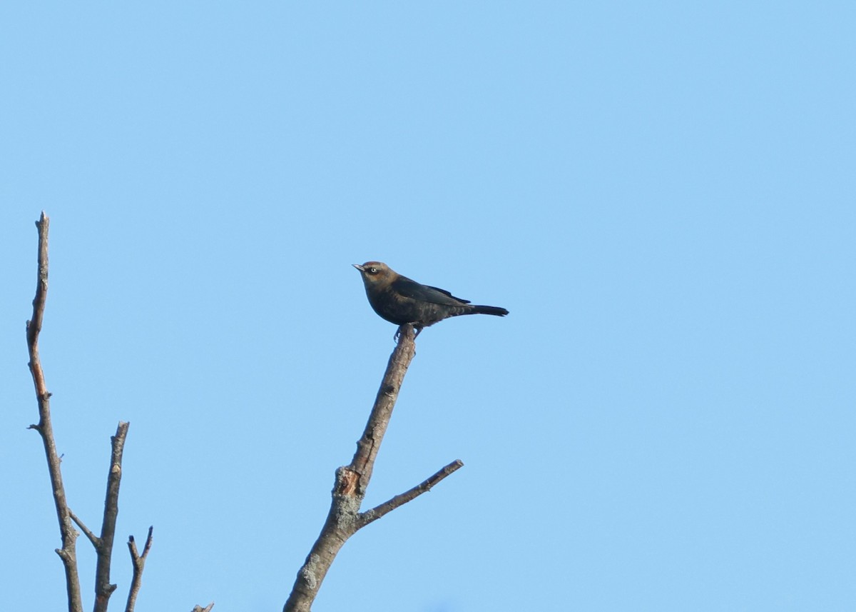 Rusty Blackbird - ML626678001