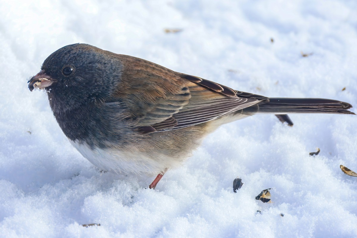 Dark-eyed Junco (cismontanus) - ML626678013