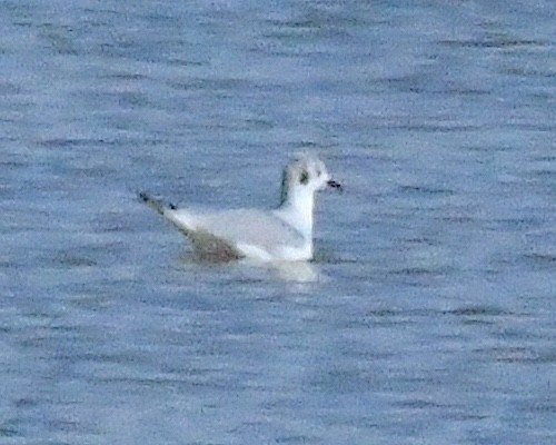 Bonaparte's Gull - ML626678176
