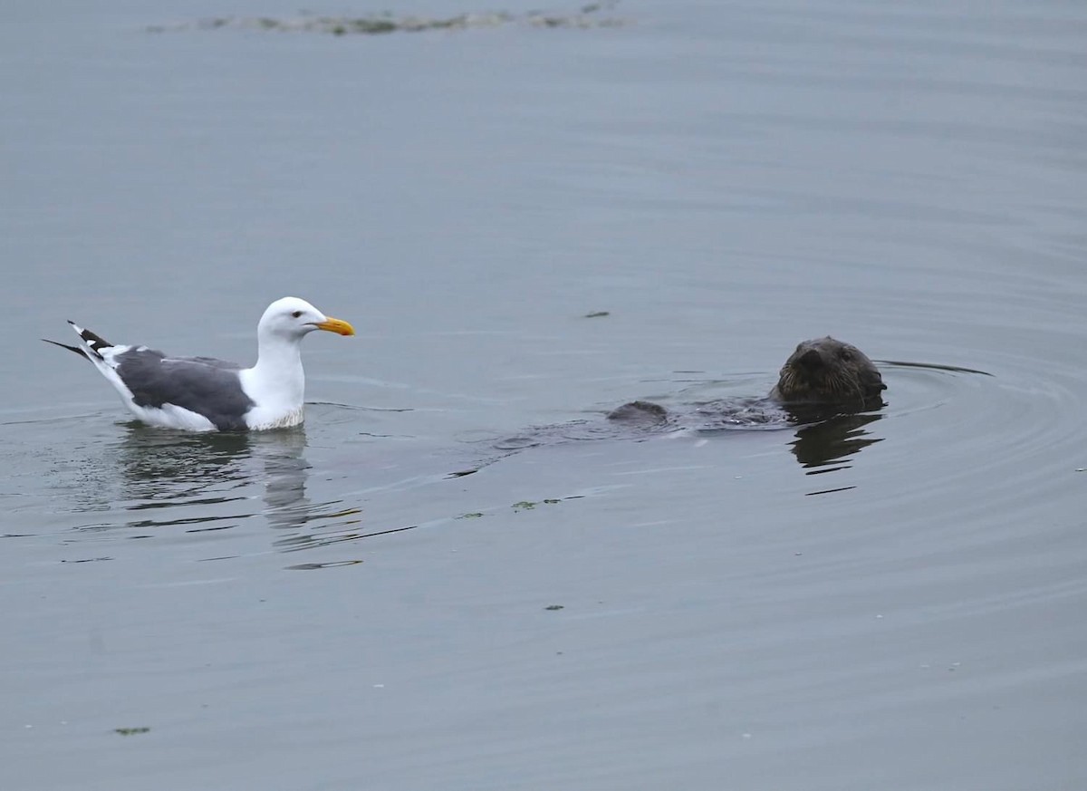 Gaviota Occidental - ML626678202