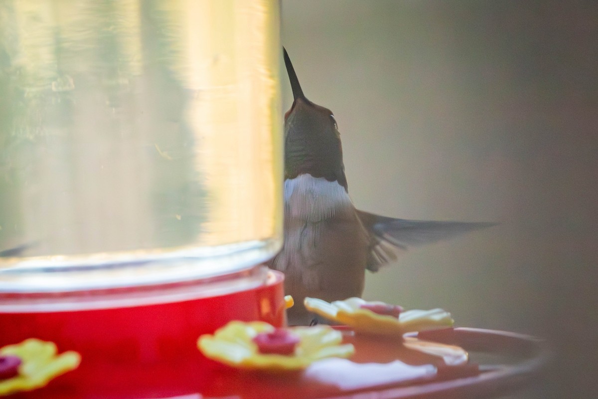 kalypta rezavolesklá - ML626678205