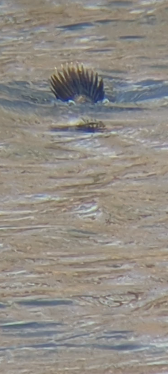 Ruddy Duck - ML626678343