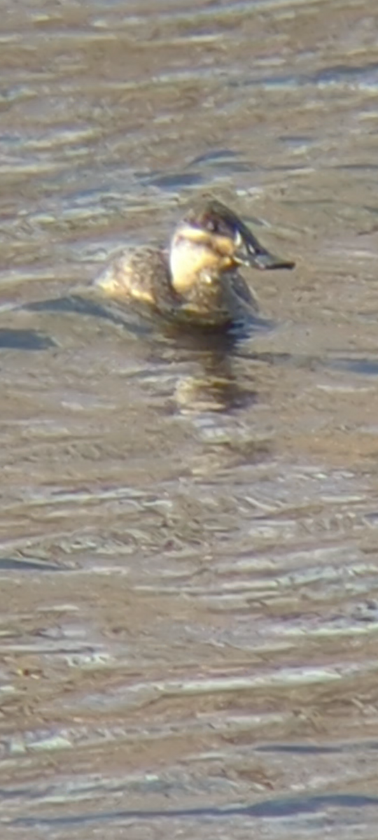 Ruddy Duck - ML626678344